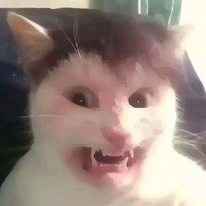 Meet your Posher, Phoenix